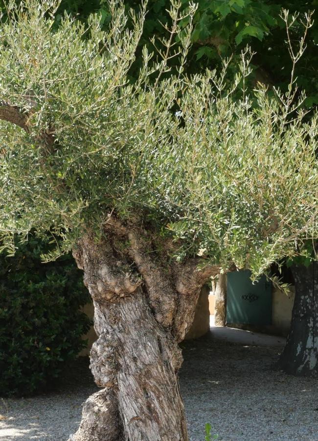 Maison D'Hotes Le Mas Des Vignes Hotel Rochegude  ภายนอก รูปภาพ