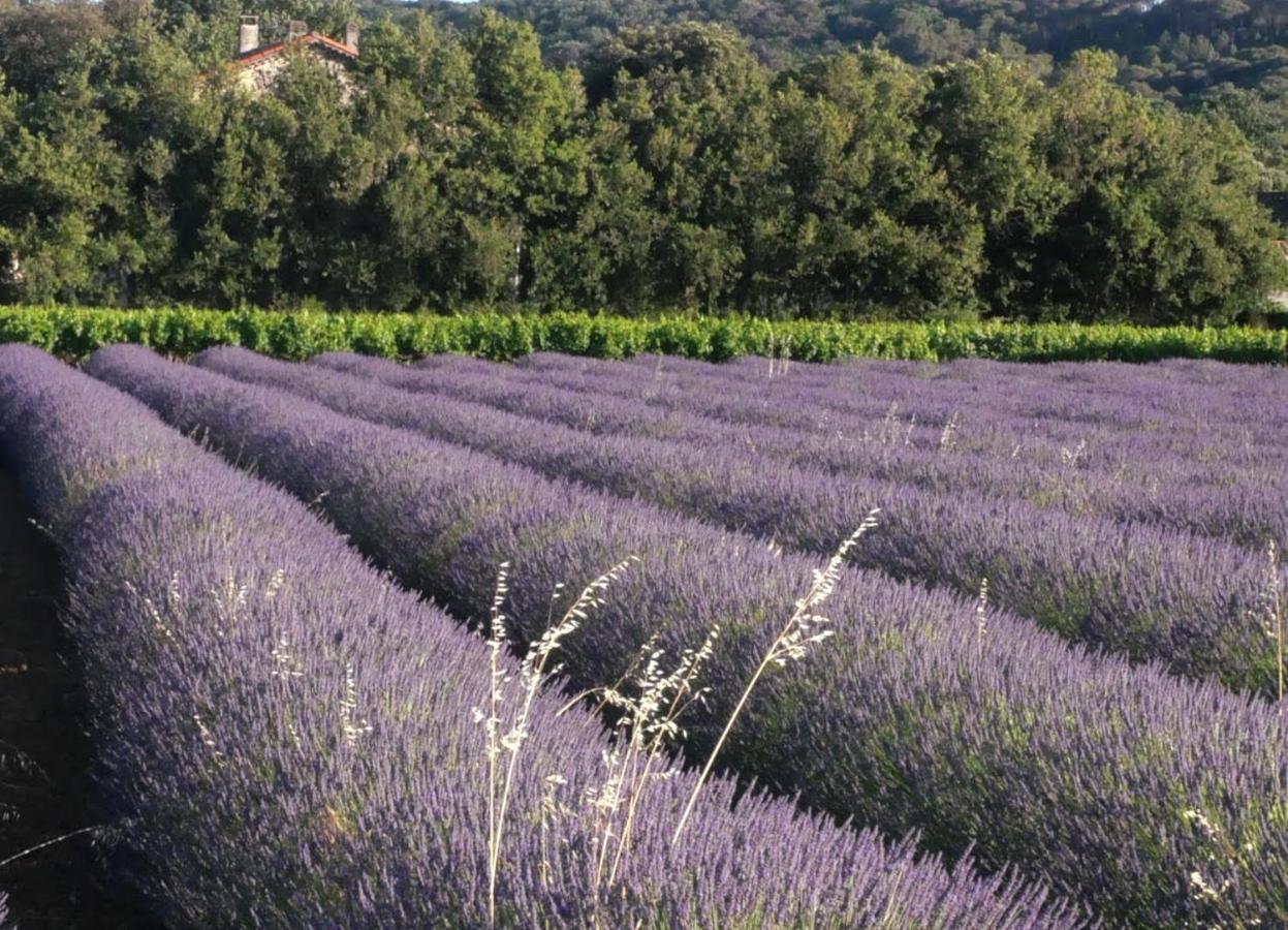 Maison D'Hotes Le Mas Des Vignes Hotel Rochegude  ภายนอก รูปภาพ